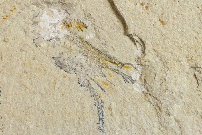 Cretaceous Fossil Shrimp - Lebanon #154564